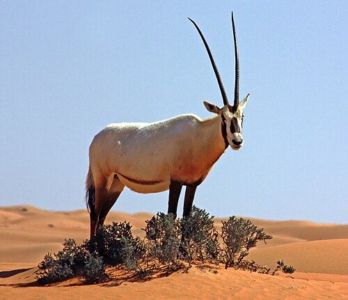 Arabian oryx